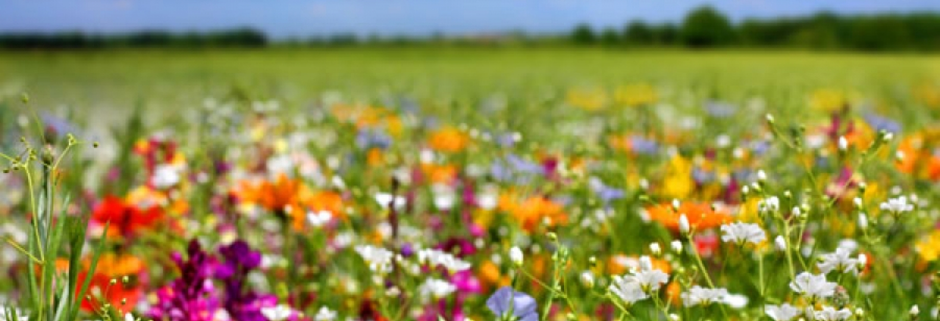 Mehr als 700 Bäume, Obstbäume und Gehölze
